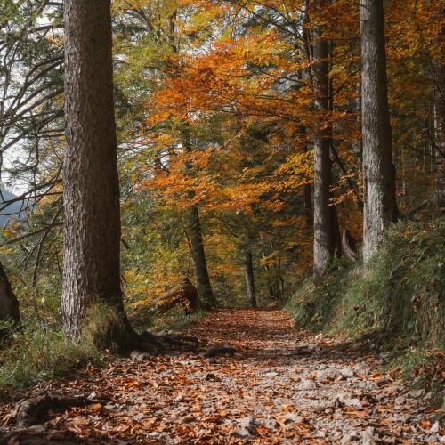 Güvenilir Patika Nasıl Anlaşılır?